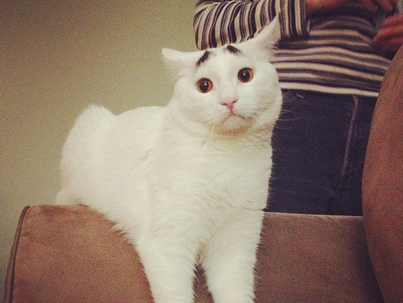 Internet, Katt, reddit, instagram